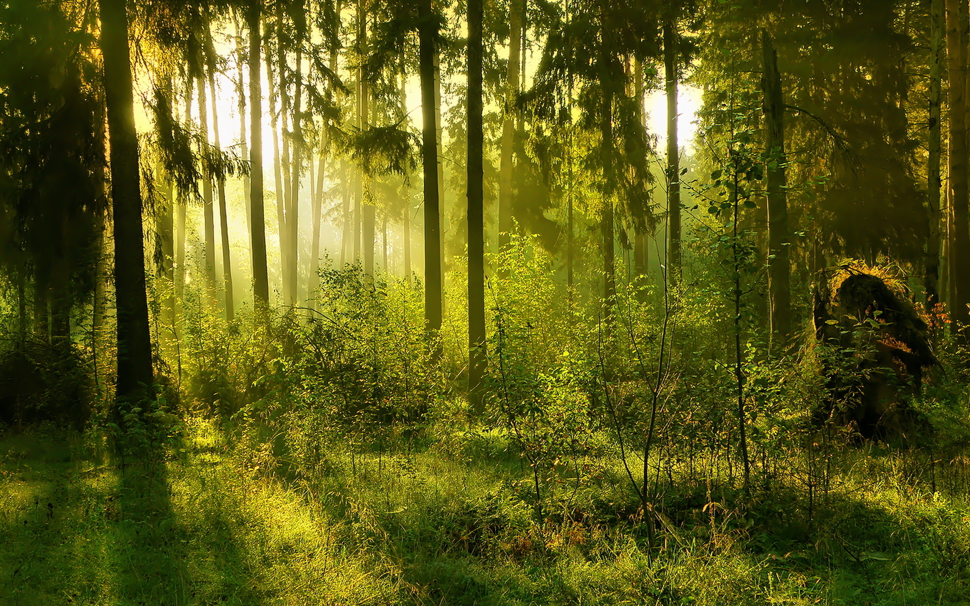 Download this Earth Forest Fog Mist Landscape Sunlight Wallpaper picture