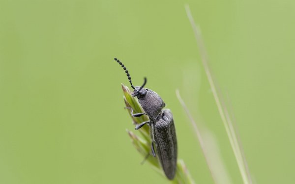 Animal - insect Wallpapers and Backgrounds