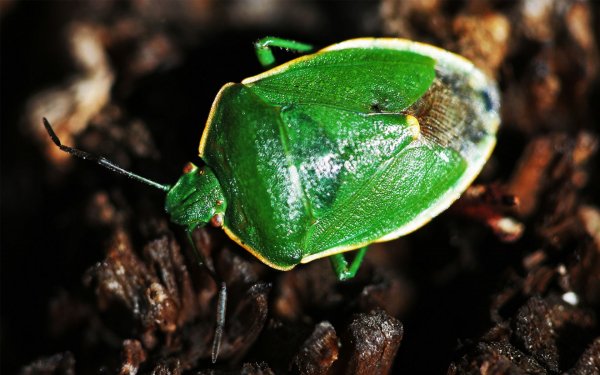 Animal - insect Wallpapers and Backgrounds