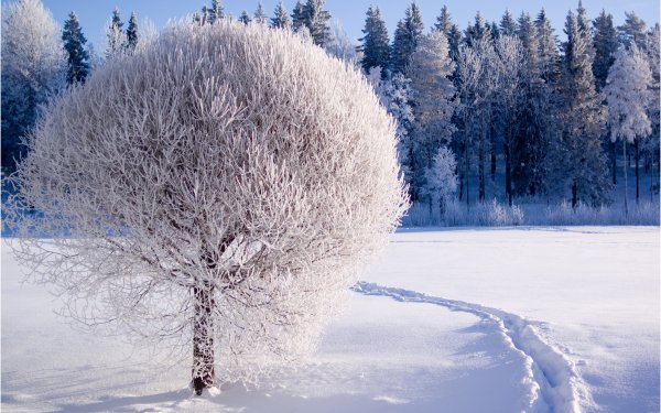 Earth - winter Wallpapers and Backgrounds