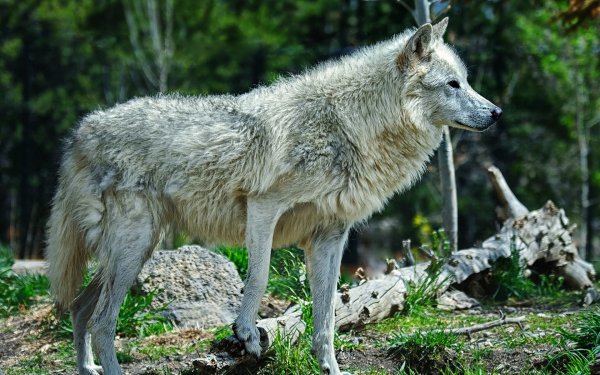 Animal - wolf Wallpapers and Backgrounds