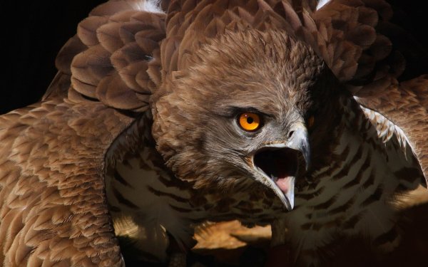 Animal - bird Wallpapers and Backgrounds