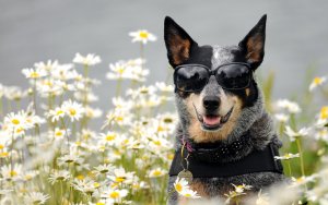Animal - dog Wallpaper