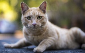 Animal - cat Wallpaper