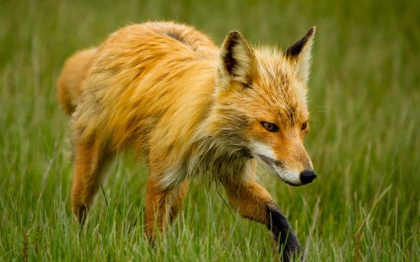 Animal - fox Wallpapers and Backgrounds