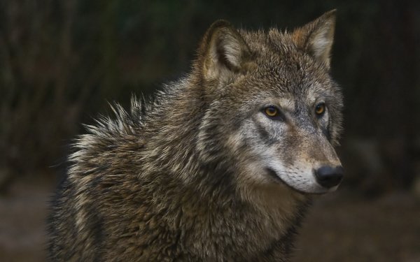 Animal - wolf Wallpapers and Backgrounds