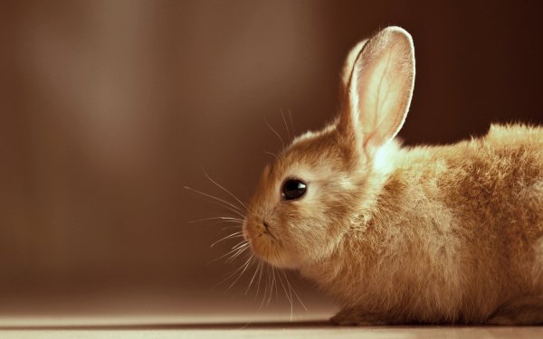 Animal - rabbit Wallpapers and Backgrounds