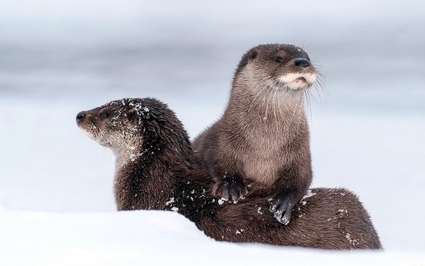 Animal - otter Wallpapers and Backgrounds
