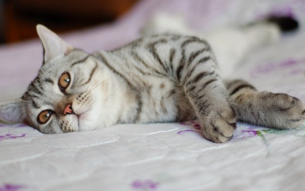 Animal - cat Wallpapers and Backgrounds