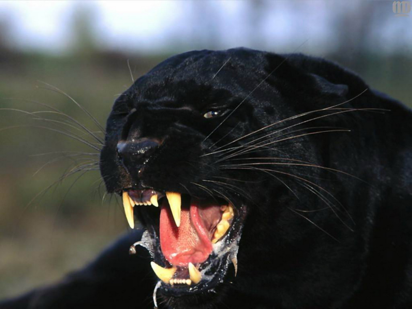 Animal Black Panther Wallpaper