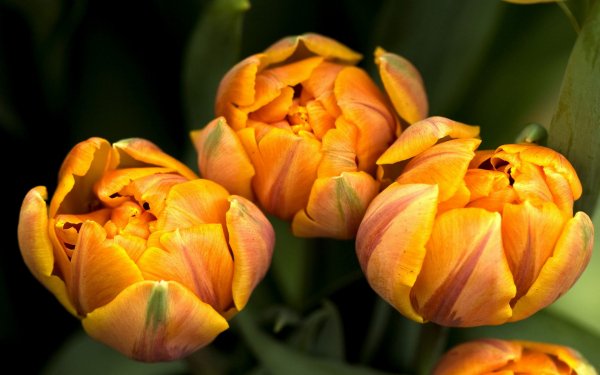 Earth - flower Wallpapers and Backgrounds