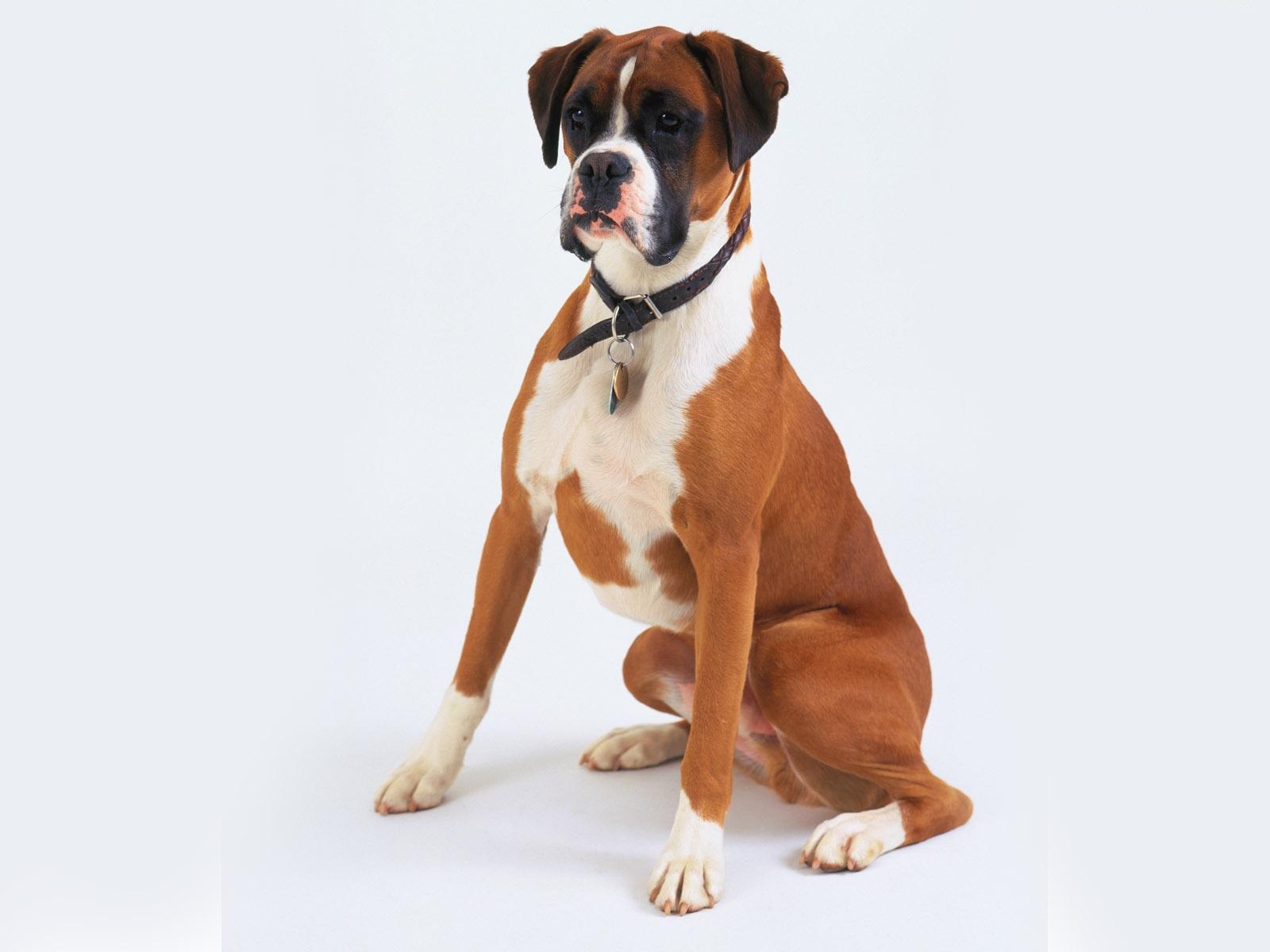 Get boxer puppies in indianapolis indiana