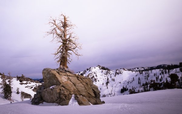 Earth - tree Wallpapers and Backgrounds