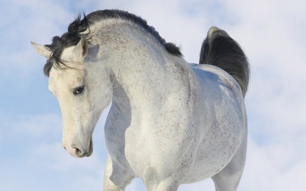 Animal - horse Wallpapers and Backgrounds