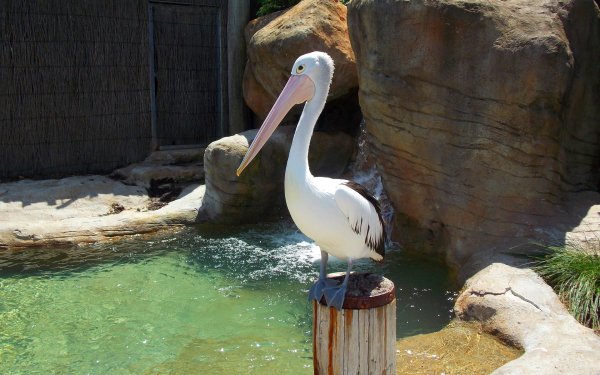 Animal - pelican Wallpapers and Backgrounds
