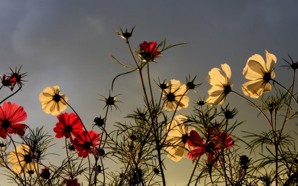 Earth - flower Wallpapers and Backgrounds