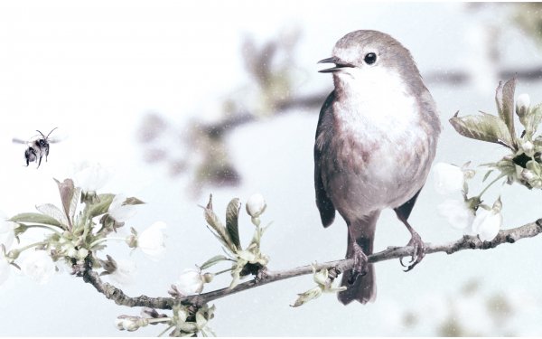 Animal - bird Wallpapers and Backgrounds
