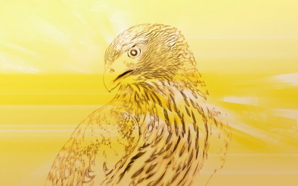 Animal - bird Wallpapers and Backgrounds