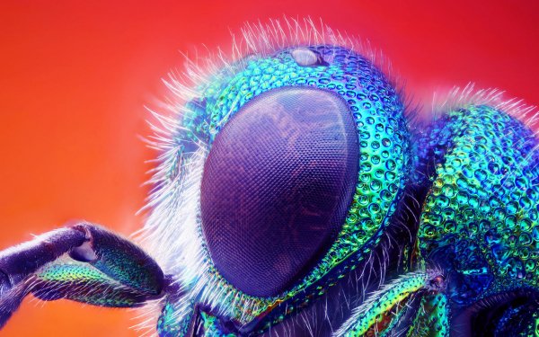 Animal - insect Wallpapers and Backgrounds