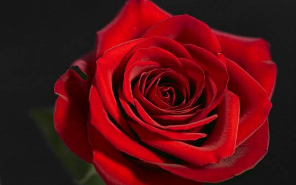 Earth - rose Wallpapers and Backgrounds