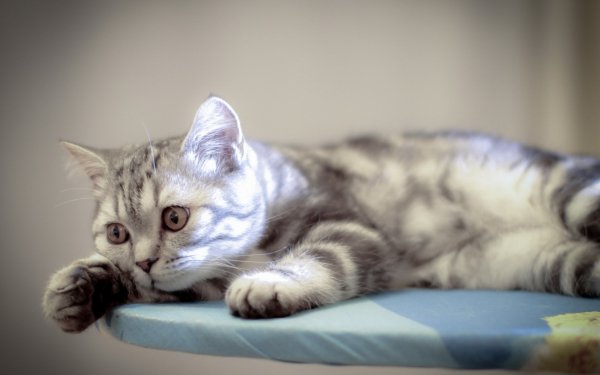 Animal - cat Wallpapers and Backgrounds