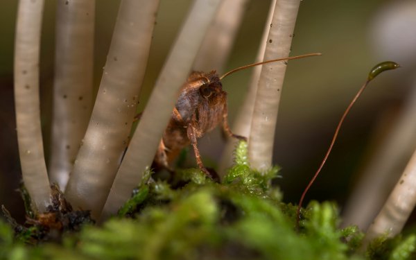 Animal - insect Wallpapers and Backgrounds