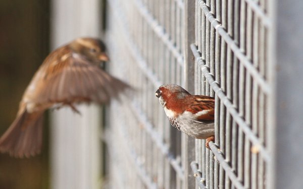 Animal - bird Wallpapers and Backgrounds
