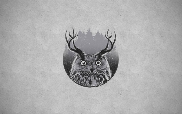 Animal - owl Wallpapers and Backgrounds