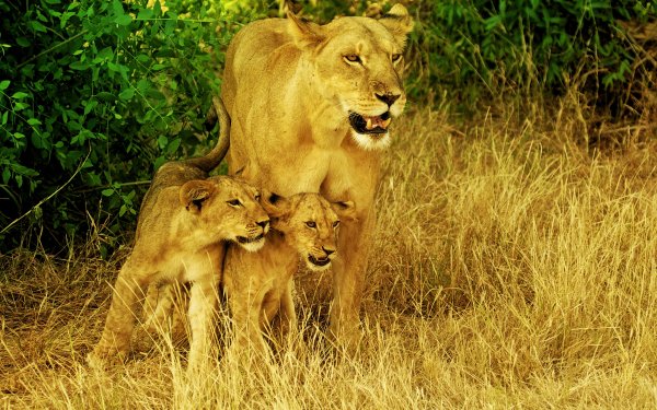 Animal - lion Wallpapers and Backgrounds