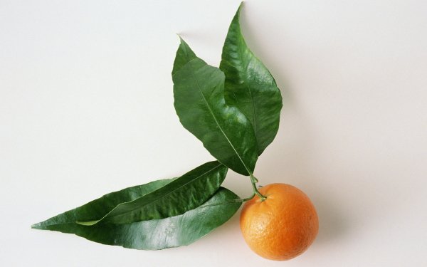 Food - Orange Wallpapers and Backgrounds