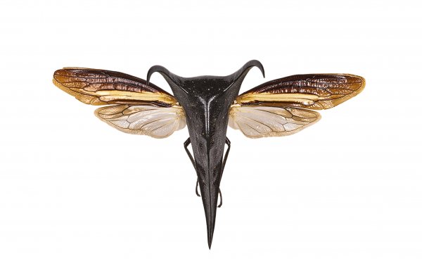 Animal - insect Wallpapers and Backgrounds