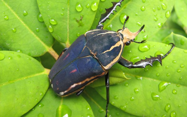 Animal - insect Wallpapers and Backgrounds