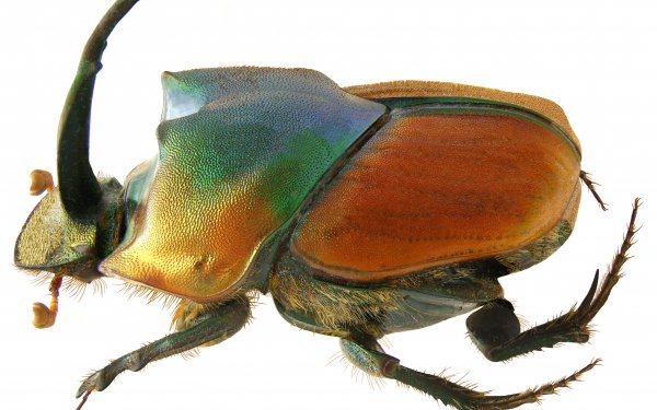 Animal - insect Wallpapers and Backgrounds