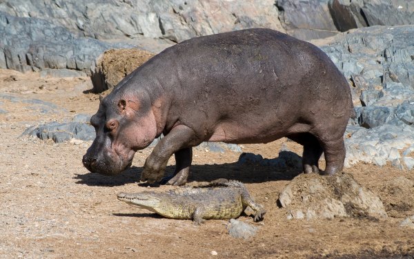 Animal - hippo Wallpapers and Backgrounds