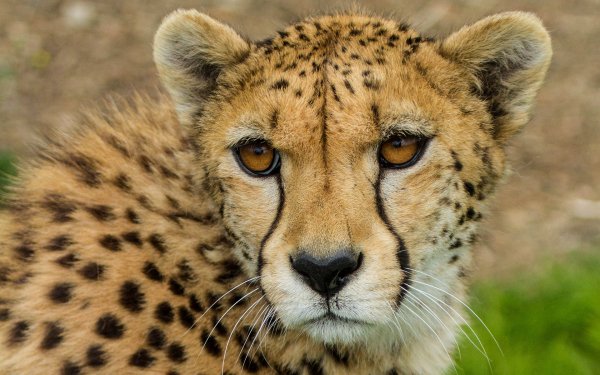Animal - cheetah Wallpapers and Backgrounds