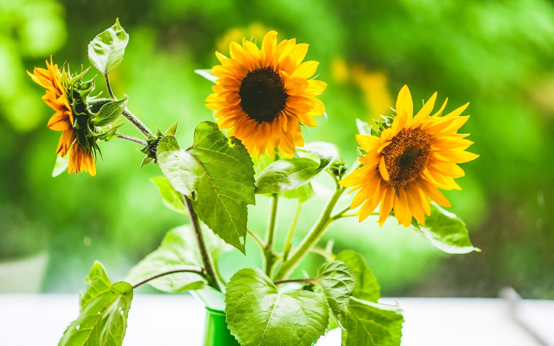 Tournesol Fond d écran HD Arrière Plan 1920x1200 Wallpaper Abyss