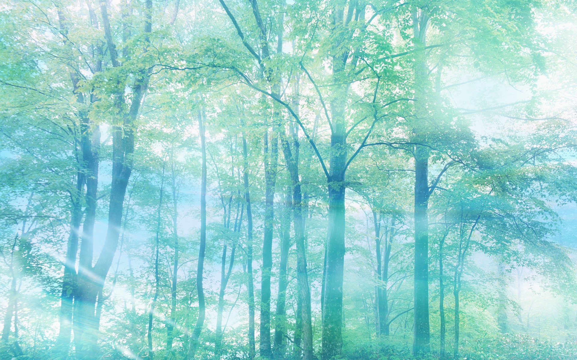 Earth - forest Wallpaper
