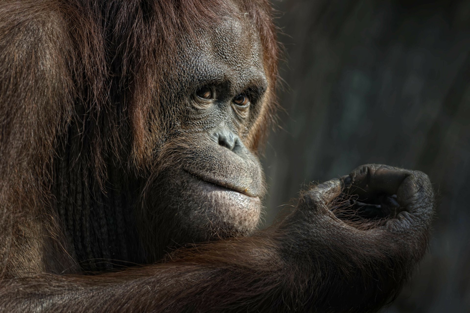 Orangutan Full Hd Wallpapers