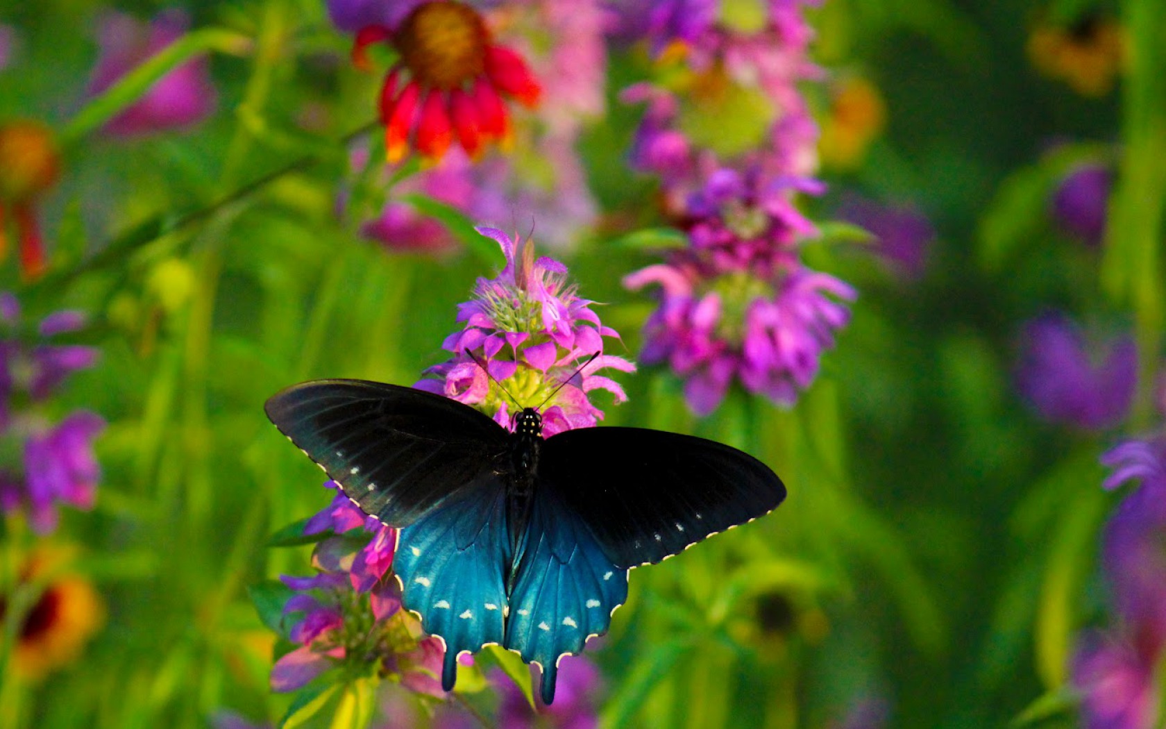 Blue Butterfly Fondo De Pantalla And Fondo De Escritorio 1680x1050