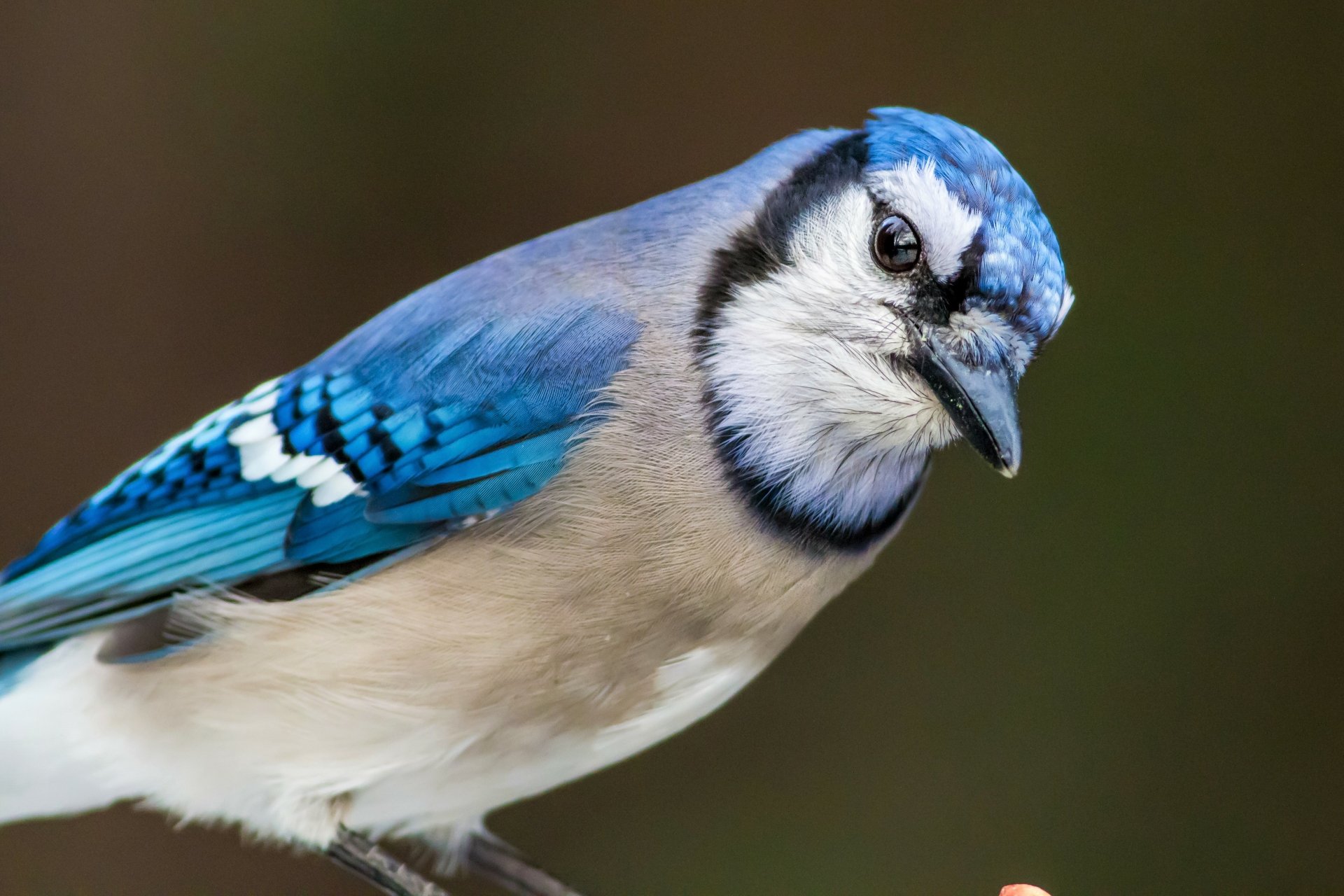 Blue jay