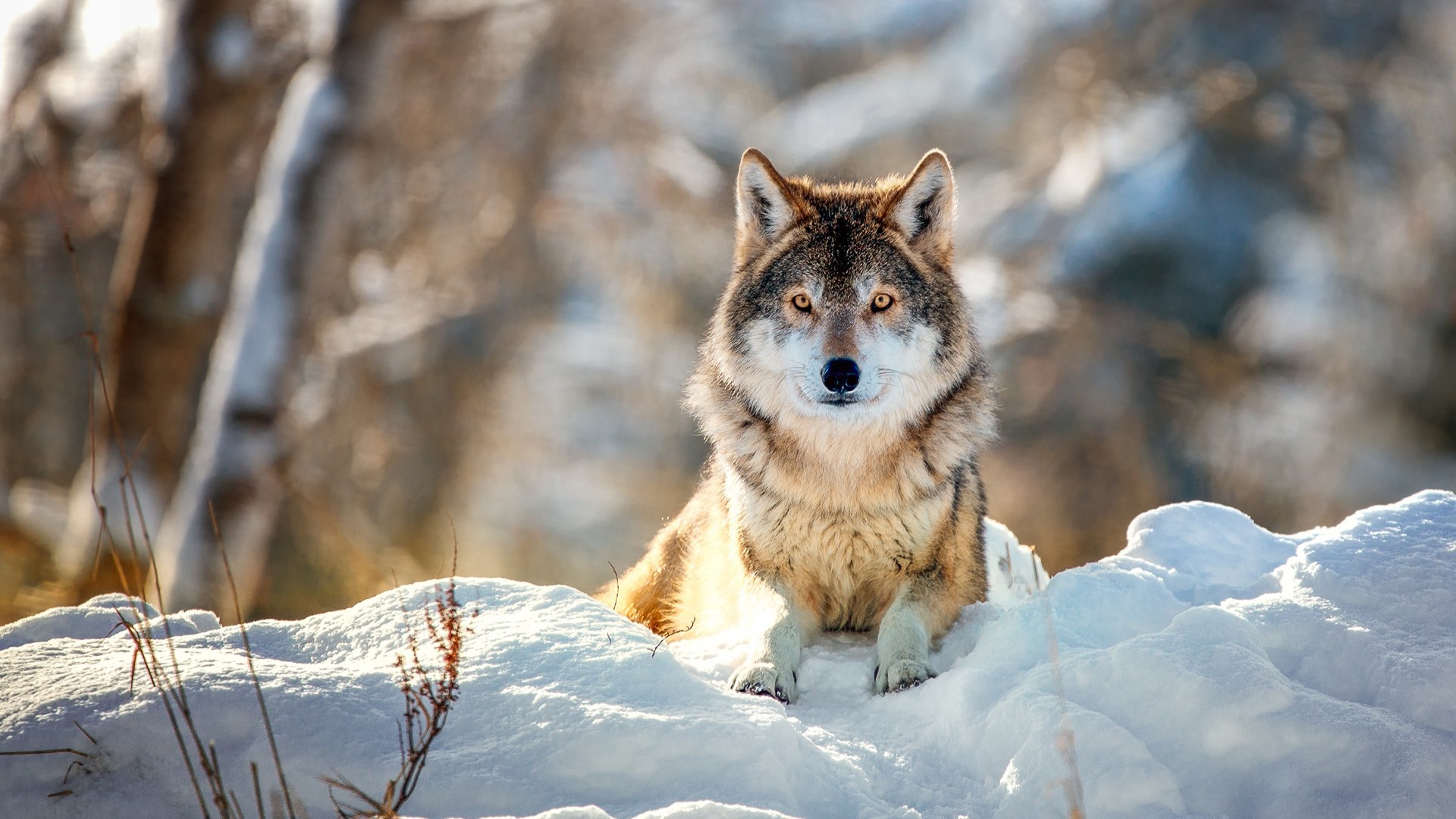 wolf sitting