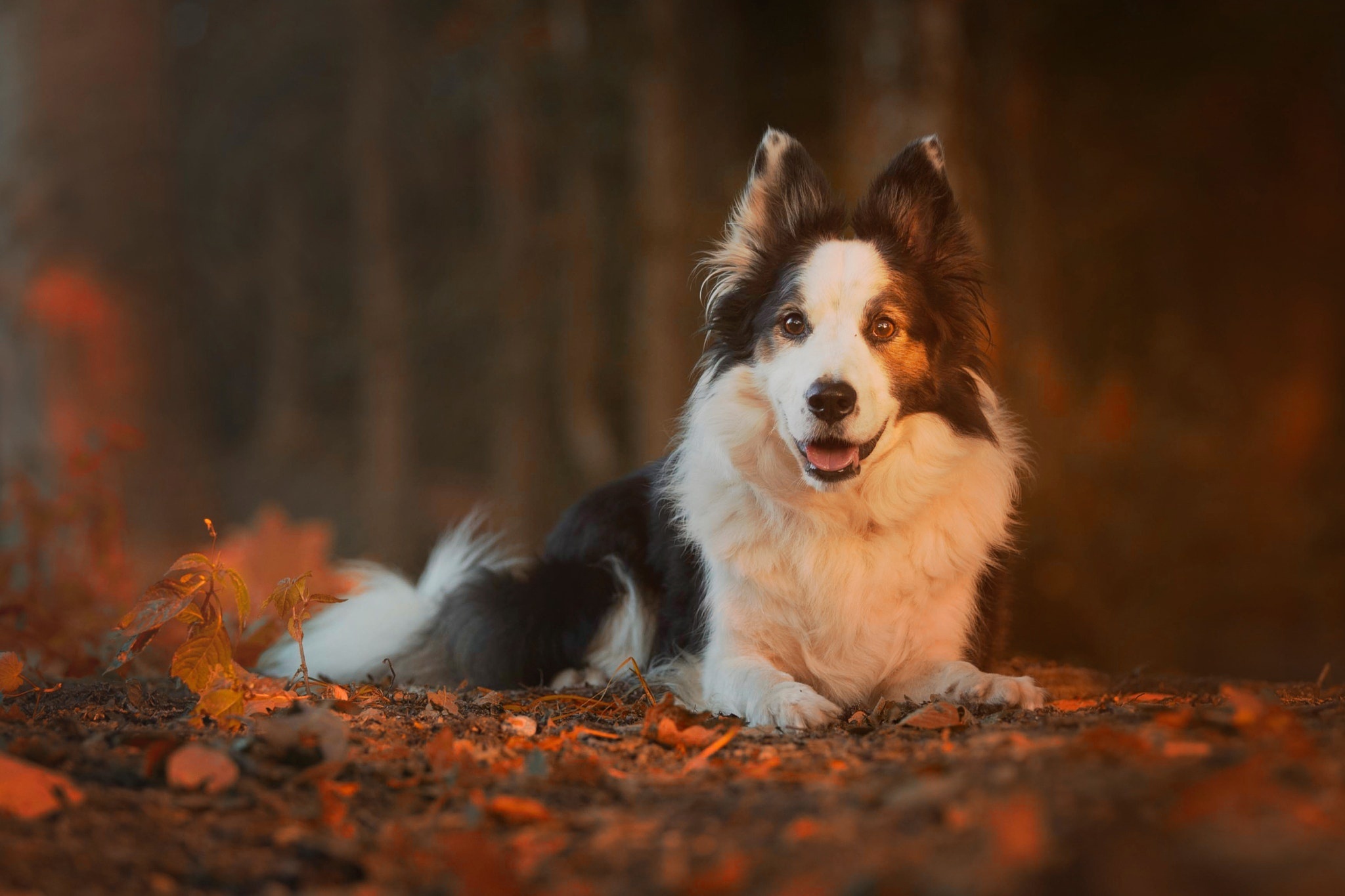 Download Dog Animal Border Collie HD Wallpaper