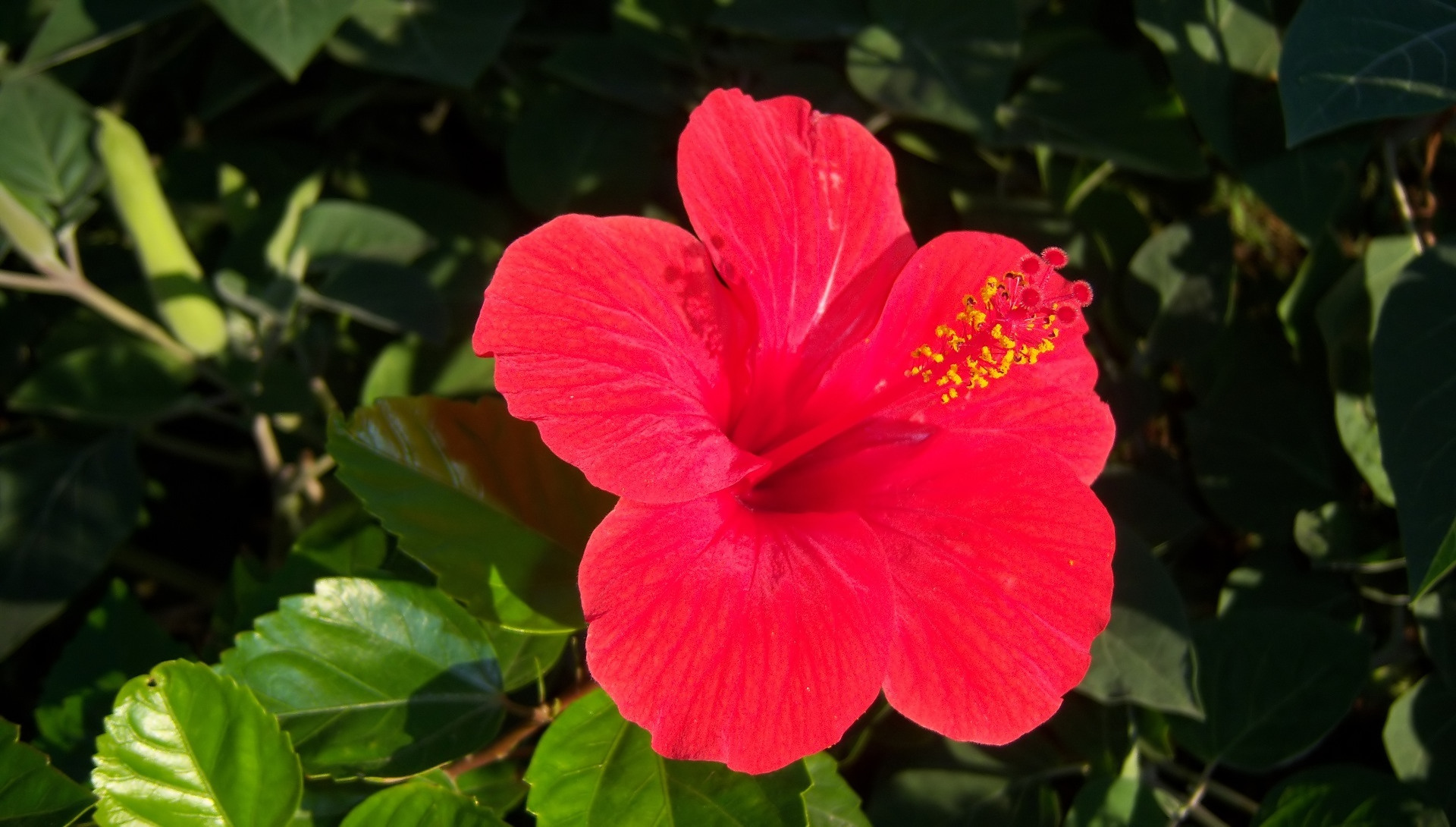 Nature Hibiscus HD Wallpaper by Meduzanol