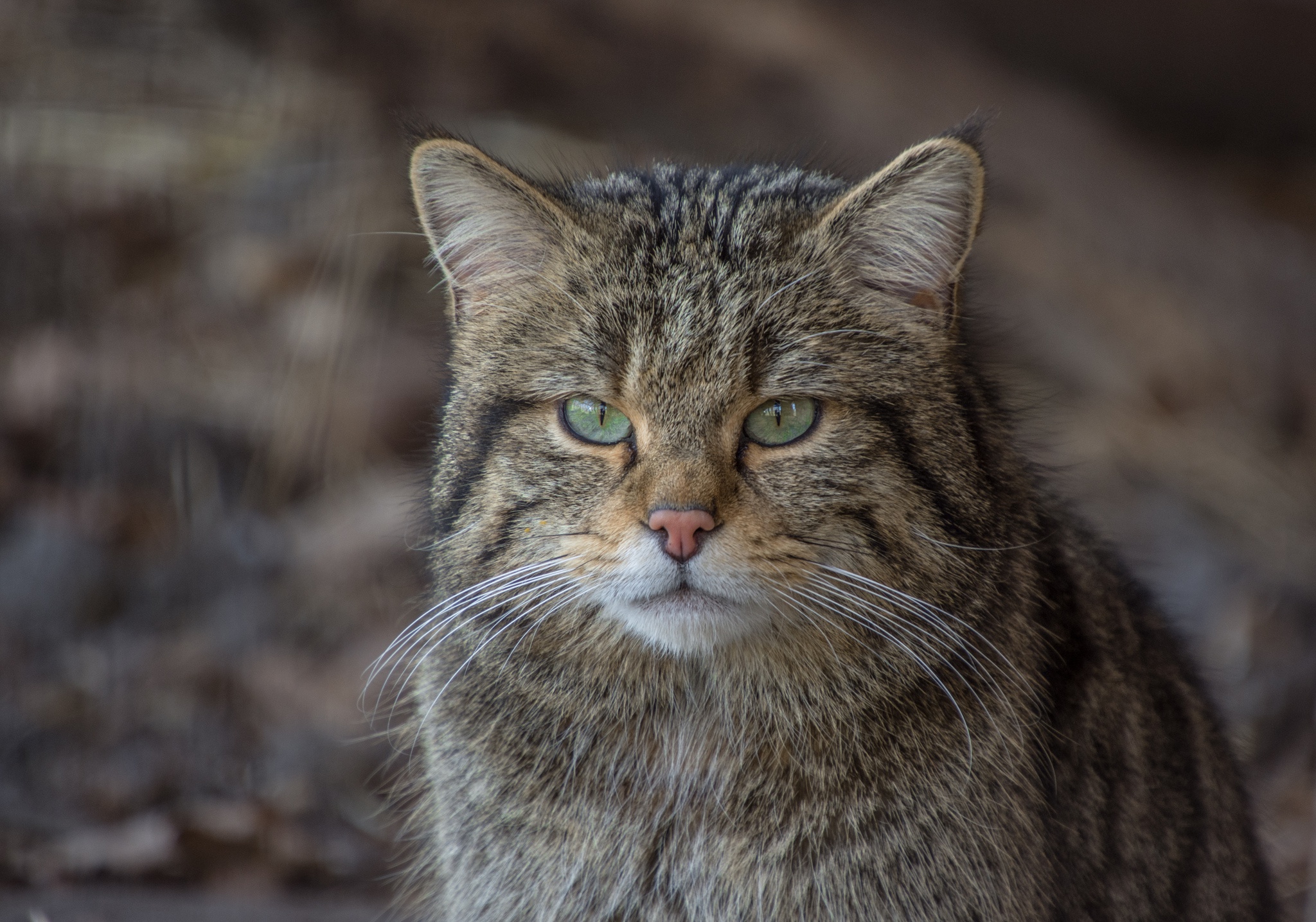 Лесной кот. Felis Silvestris Silvestris. Кавказская Лесная кошка Felis Silvestris Caucasica морда. Среднеевропейский Лесной кот. Лесной кот злой.