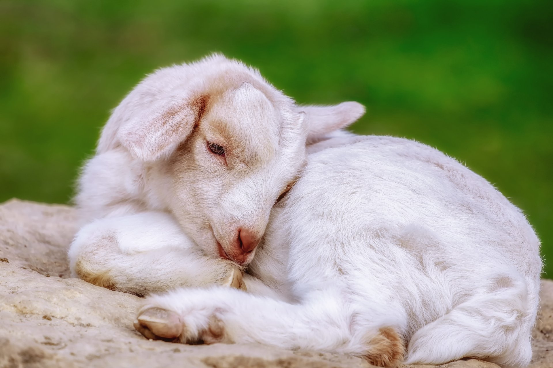 download-lying-down-baby-animal-animal-goat-4k-ultra-hd-wallpaper-by