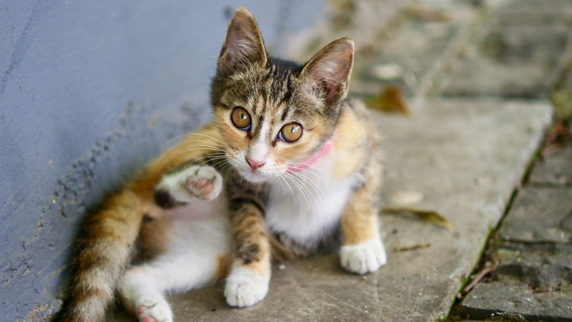 A cute kitten with a pink collar rests on a stone surface, captured in sharp 4K Ultra HD detail as an adorable cat wallpaper background.