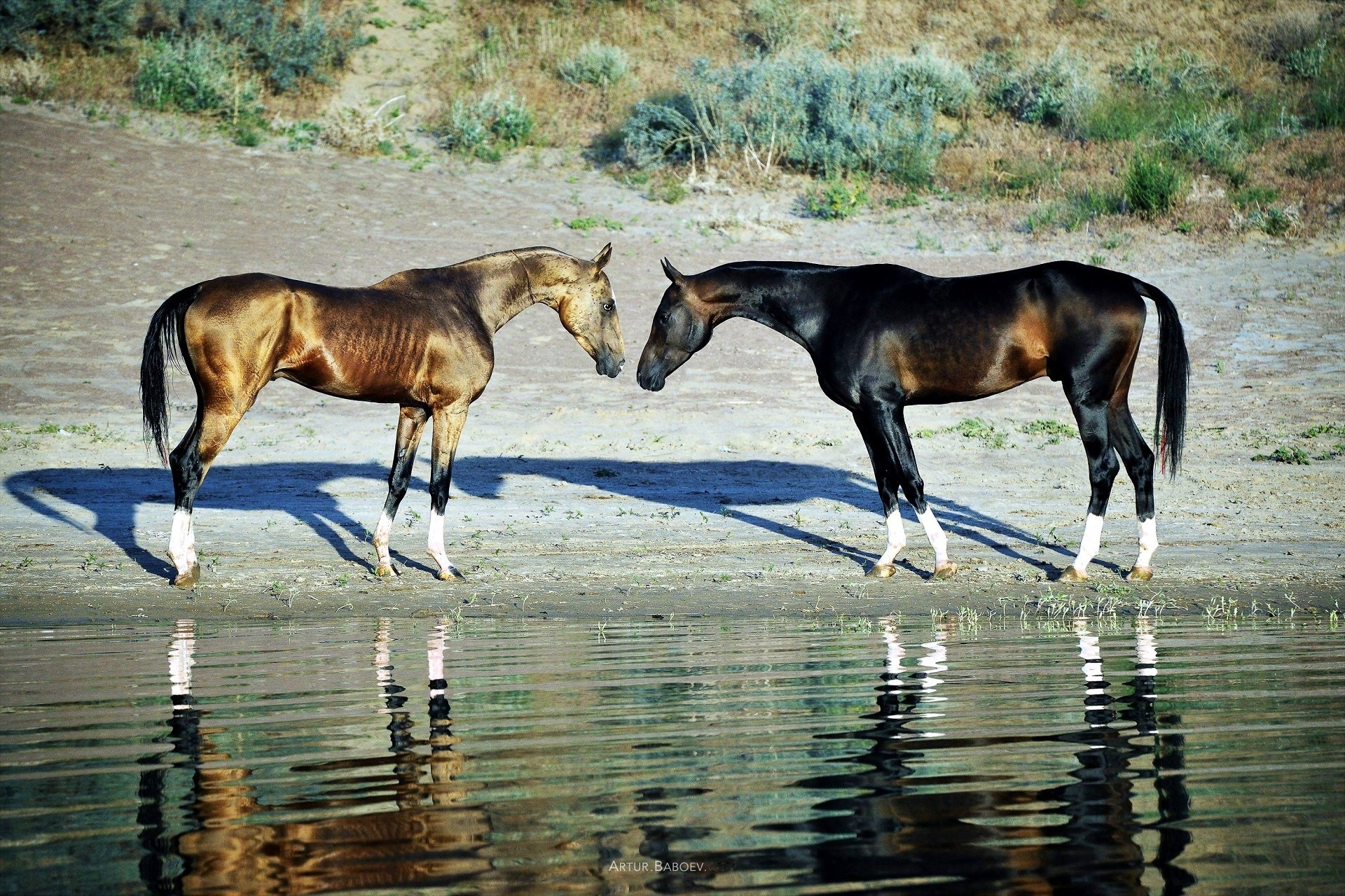 马 高清壁纸 桌面背景 1920x1280