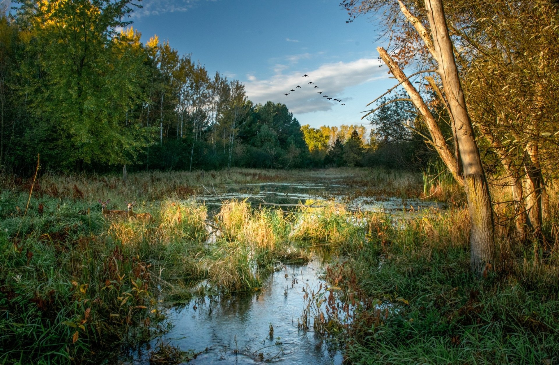 Download Nature Pond Hd Wallpaper