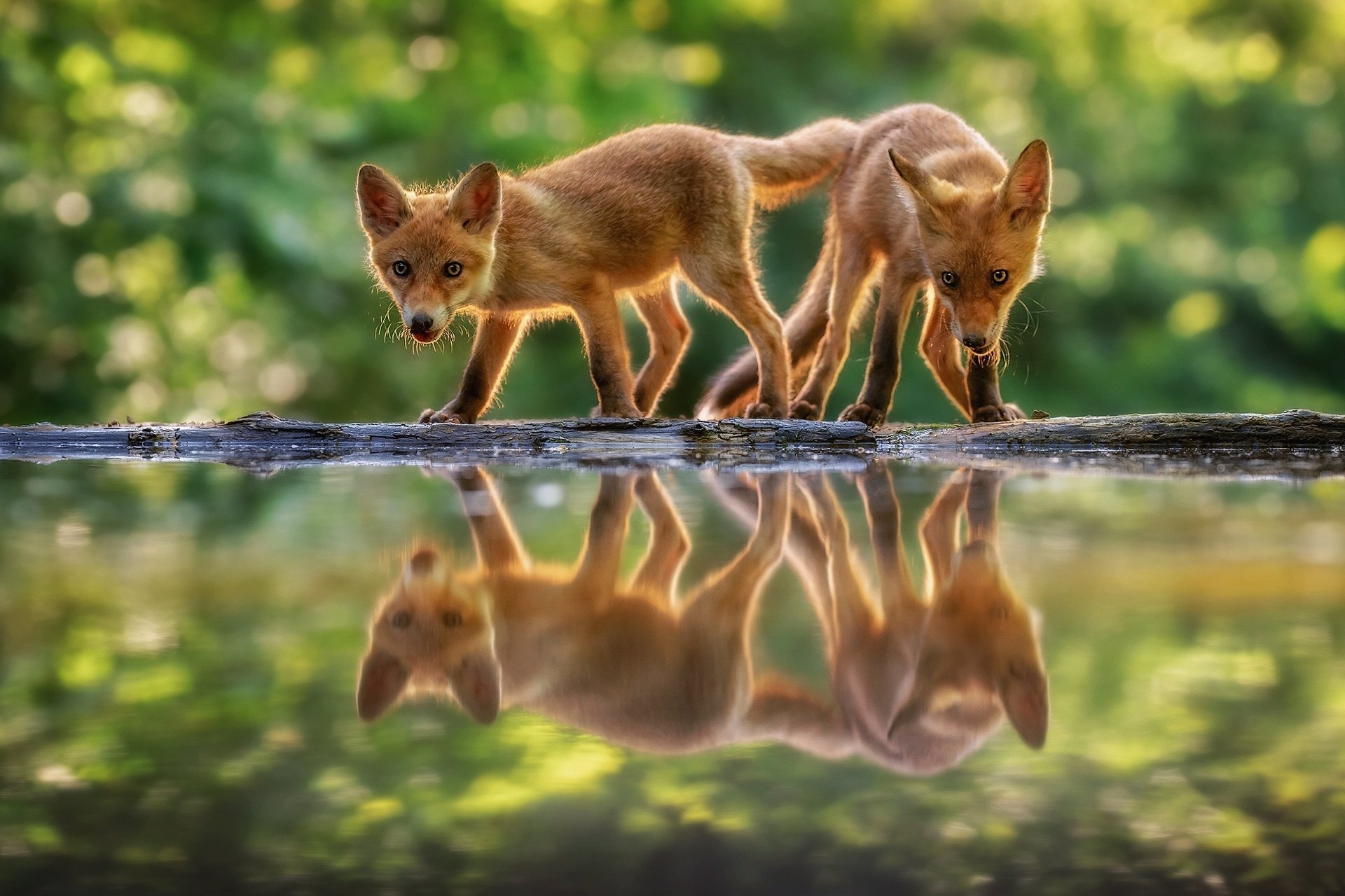 Two young foxes walking along water's edge, their reflections clearly mirrored below, captured in a vibrant HD desktop wallpaper showcasing nature and animal beauty.