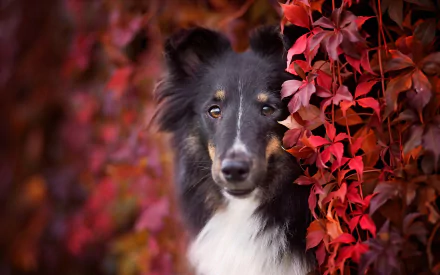 border collie dog Animal rough collie HD Desktop Wallpaper | Background Image